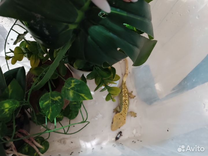 Продам эублефаров и бананоедов взрослых