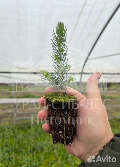 Голубая ель зкс сеянцы