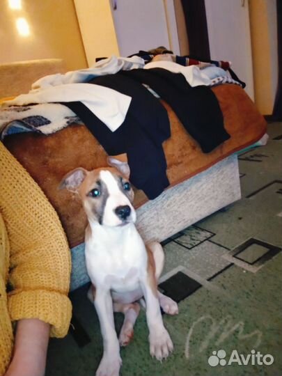 Стаффордширский терьер девочка