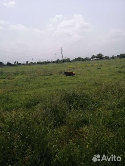 Телёнок 2.5мес аиширская и год и месяц тёлка