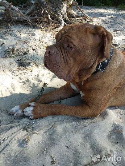 Выгул, передержка собак