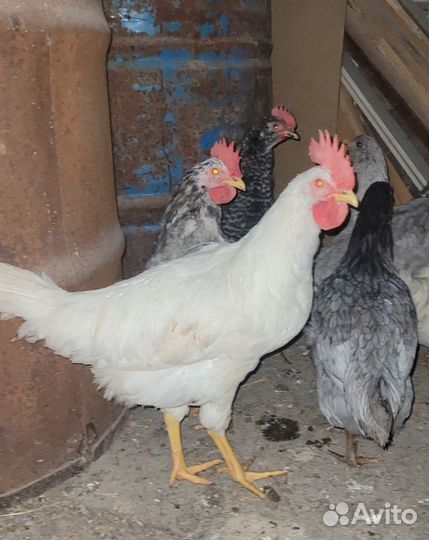 Петухи