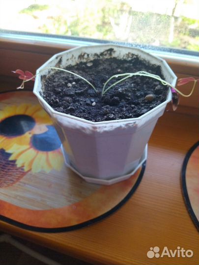 Хлорофитум