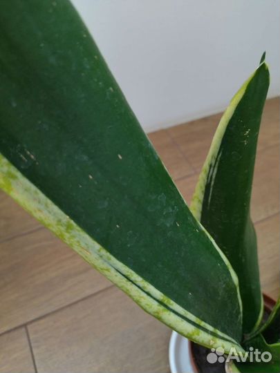 Сансевиерия Блек Голд