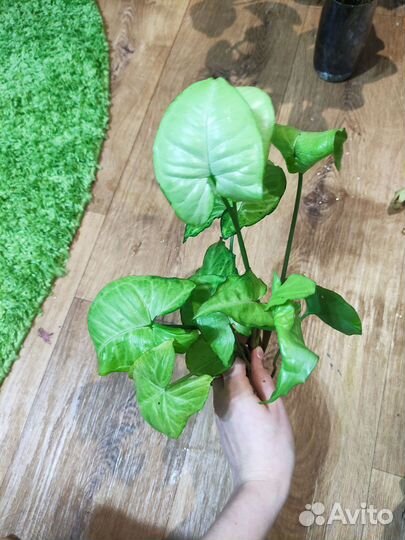 Черенки сингониумов разные