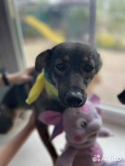 Галя молодая стерилизованная мелкая