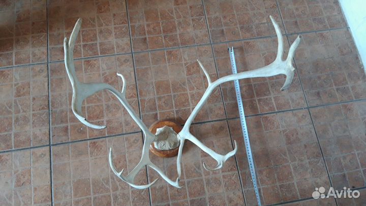 Рога оленя,косули.и др