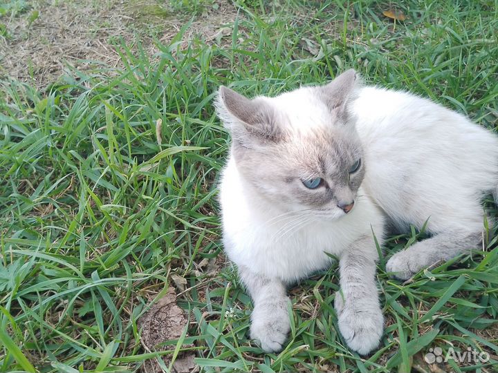Кошка в дар бесплатно девочка 1год