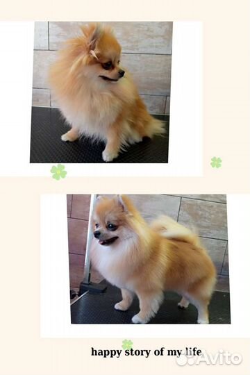 Груминг (стрижка собак) Родники