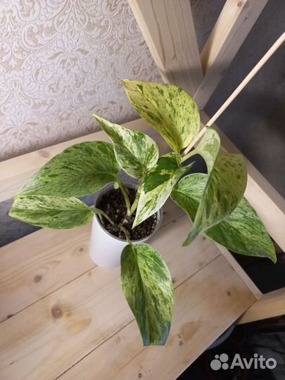 Эпипремнум марбл квин