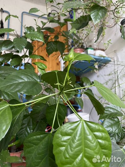 Гибискус китайская роза