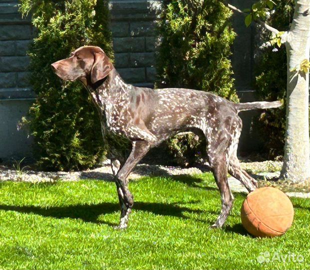 Курцхаар вязка