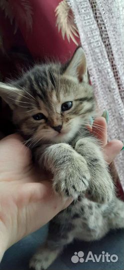 Кошка в дар бесплатно