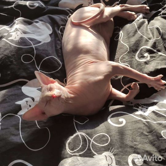 Канадский сфинкс вязка