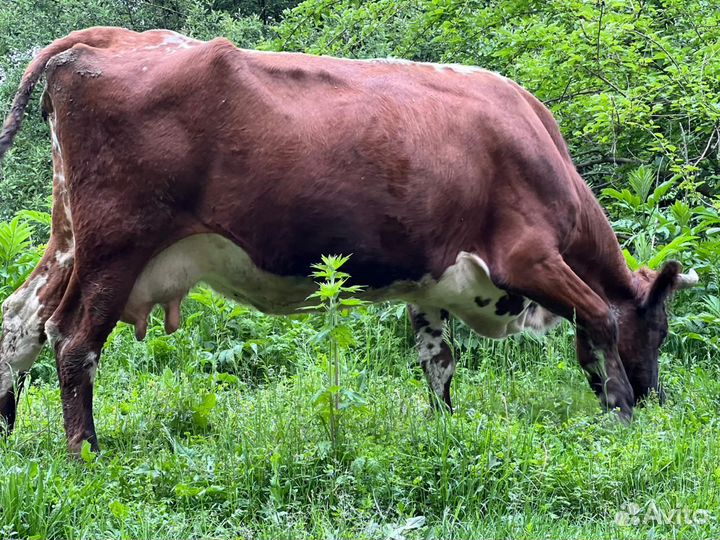Корова дойная