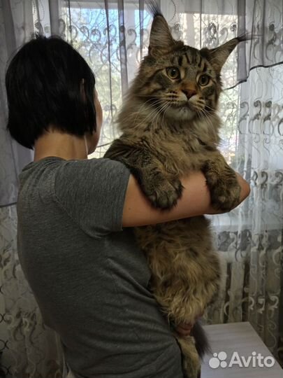 Мейн-кун вязка