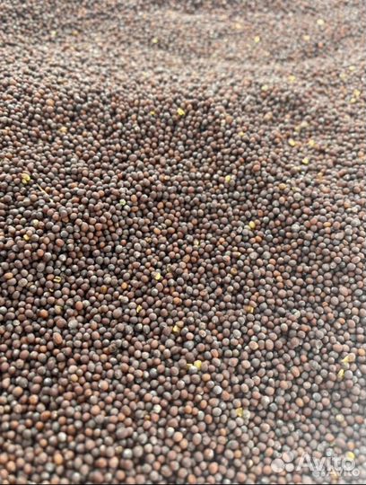 Чёрная горчица