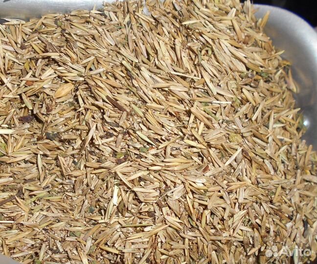 Пырей Забайкальский семена оптом