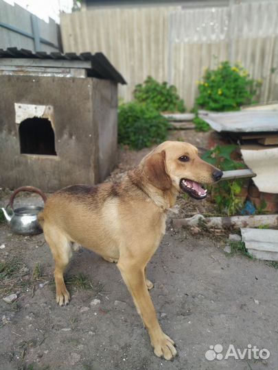 Отдам 1,5 г. мальчика-метиза в добрые руки