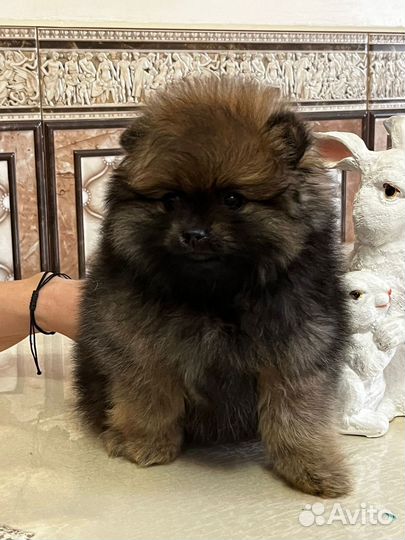 Шпицуля мальчик