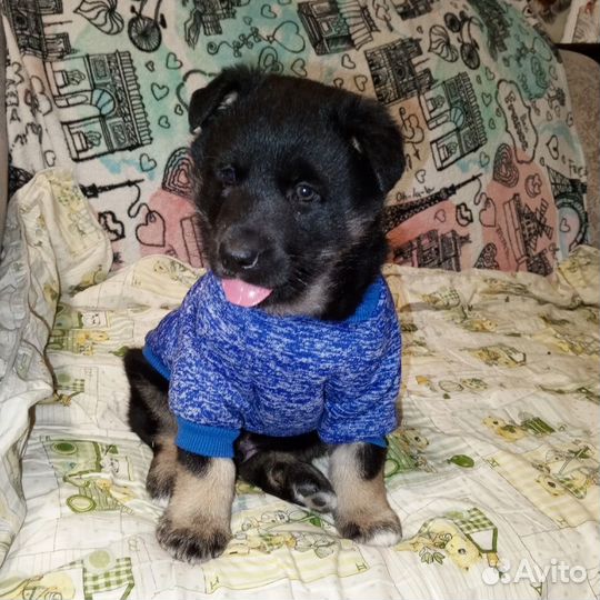 Айрон в дар