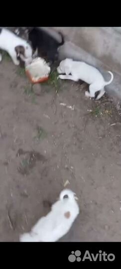 Щенки