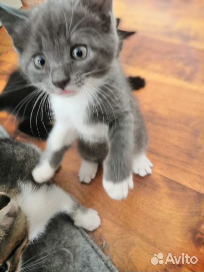 Котята в добрые руки бесплатно