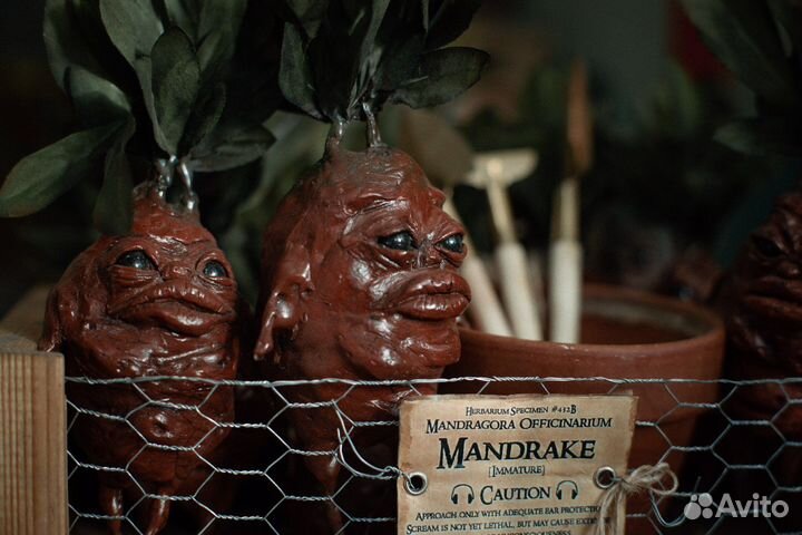 Гарри Поттер (мандрагора) harry potter mandrake