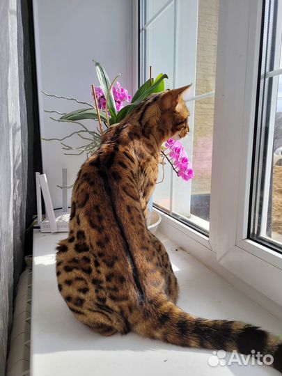 Бенгальский кот вязка