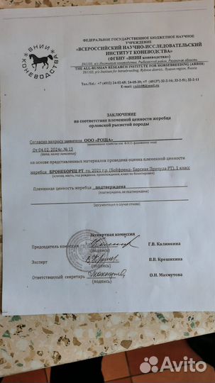 Орловский жеребец