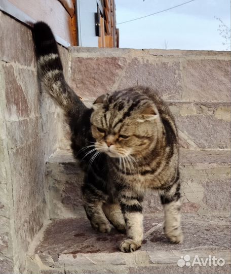 Кот шотландский вислоухий подарим