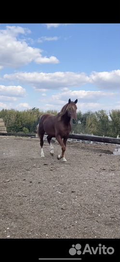 Лошадь жеребец