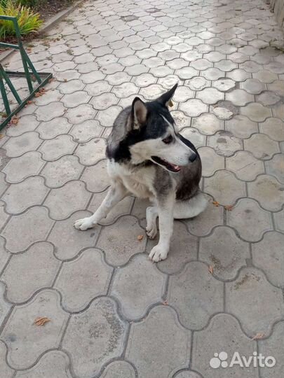 Сибирский хаски