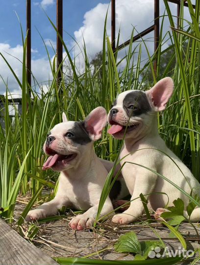 Французский бульдог щенки