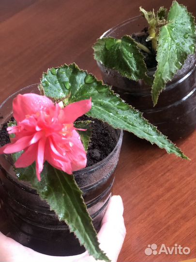 Бегония королевская в грунте цветущая