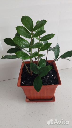 Комнатные растения