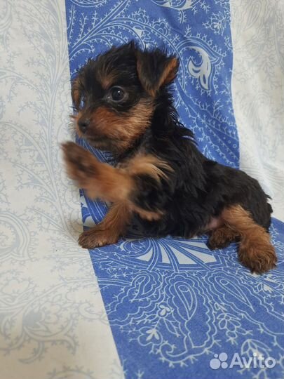 Йоркширский терьер щенки девочки