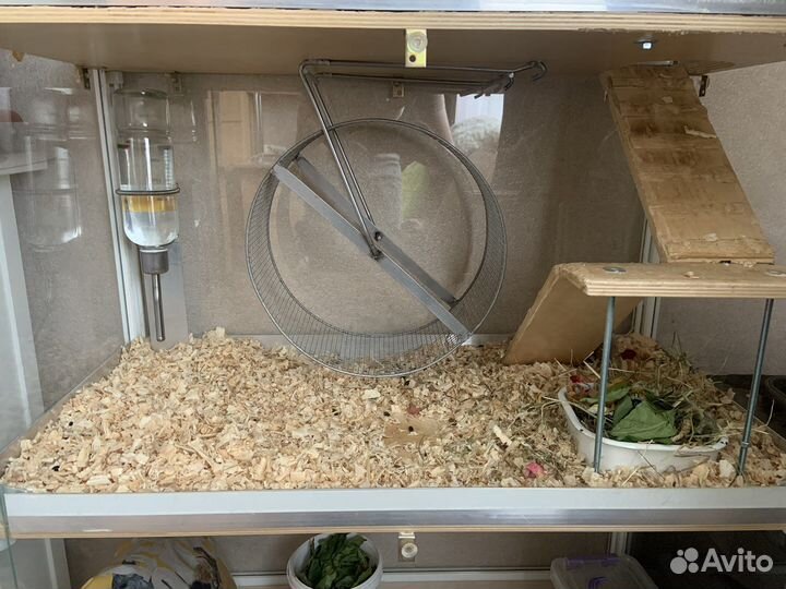 Витрина для шиншилл бу