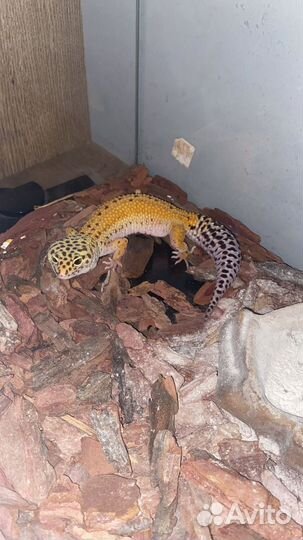 Эублефар с террариумом