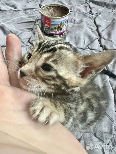 Золотая девочка