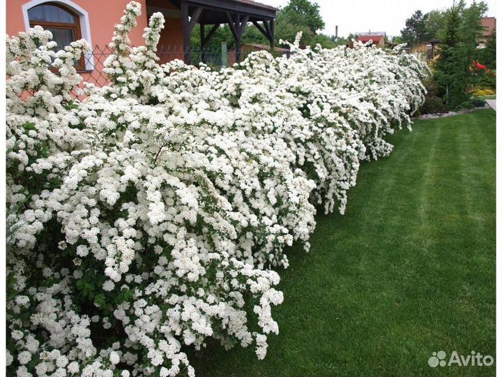 Спирея вангутта