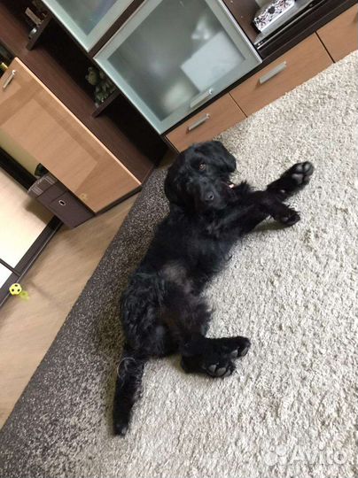 Небольшой пёсик ищет дом