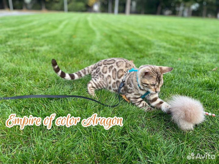 Бенгальские котята