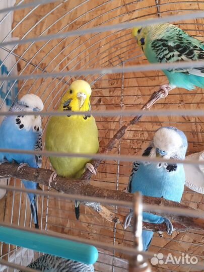 Попугаи ввп чехи