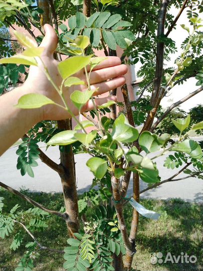 Прививка садовых растений