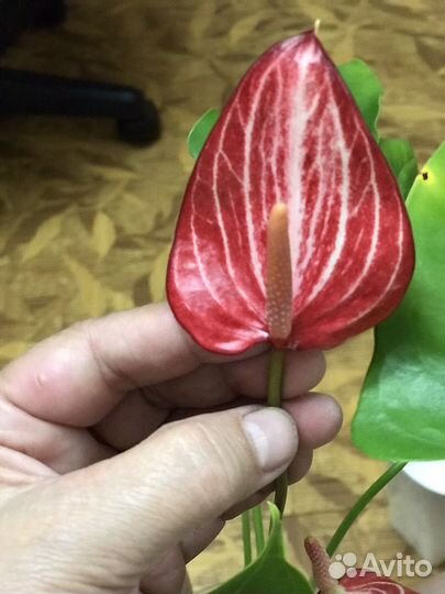 Антуриум Ливиум