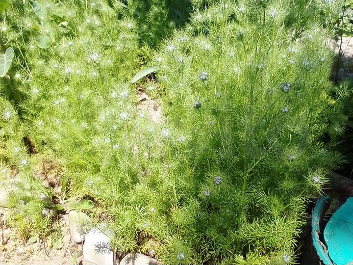 Участок 1,7 га (СНТ, ДНП)