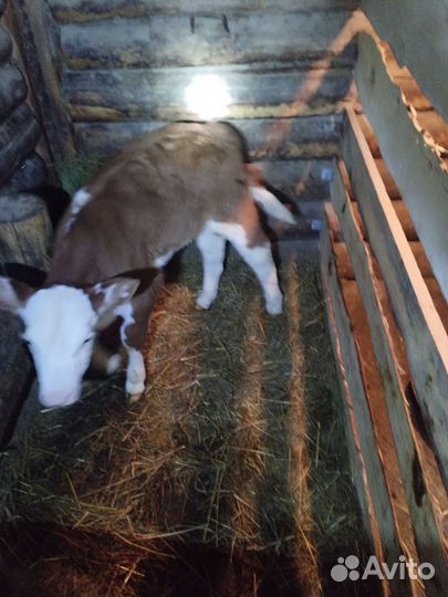 Продам,телочка