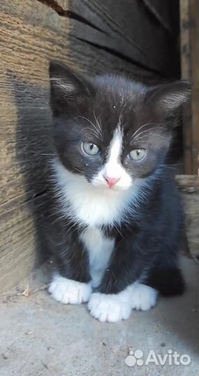 Котенок мальчик в добрые руки