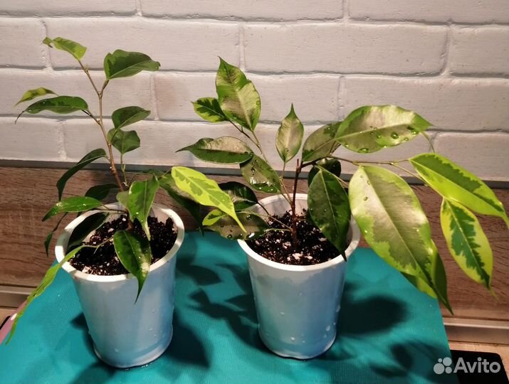 Комнатные цветы